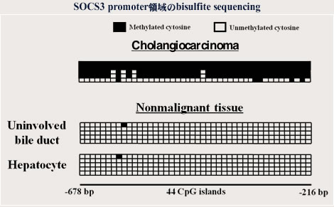 SOCS3 promoter領域のbisulfite sequencing