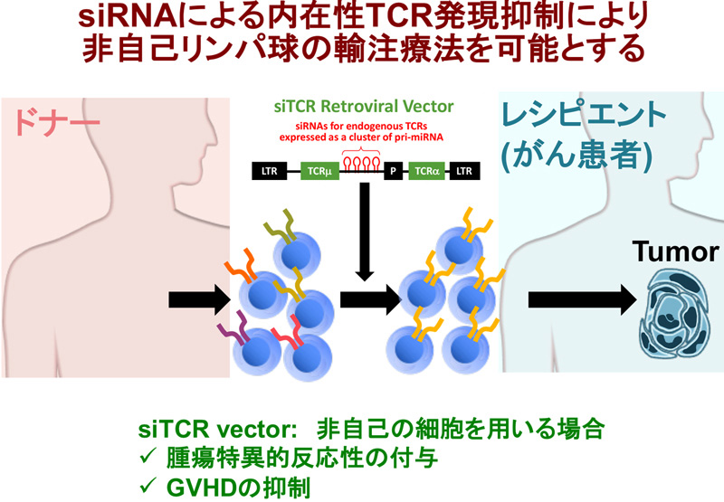 siRNAによる内在性TCR発現抑制により非自己リンパ球の輸注療法を可能とする