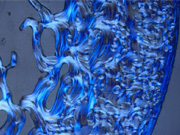 Macroscopic Anatomy