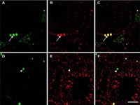 Histochemistry and Developmental Anatomy
