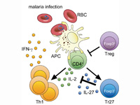 Immunology