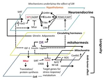 CR の抗老化、寿命延長のメカニズムにおける階層構造 