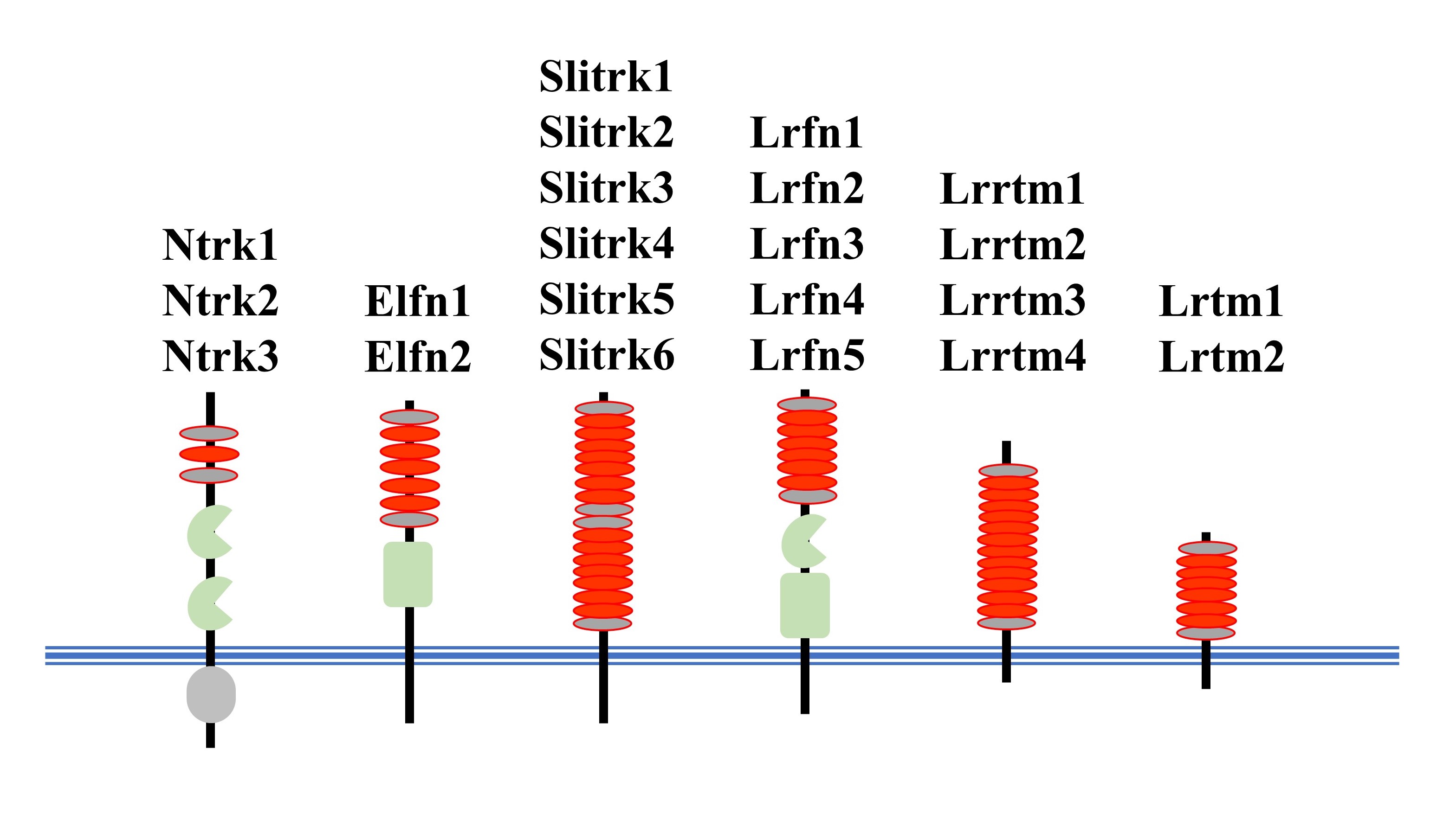 LRR transmembrane proteins in brain
