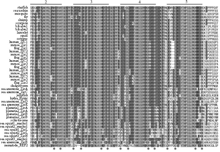 alignment of amino acid sequences of a tool-kit gene