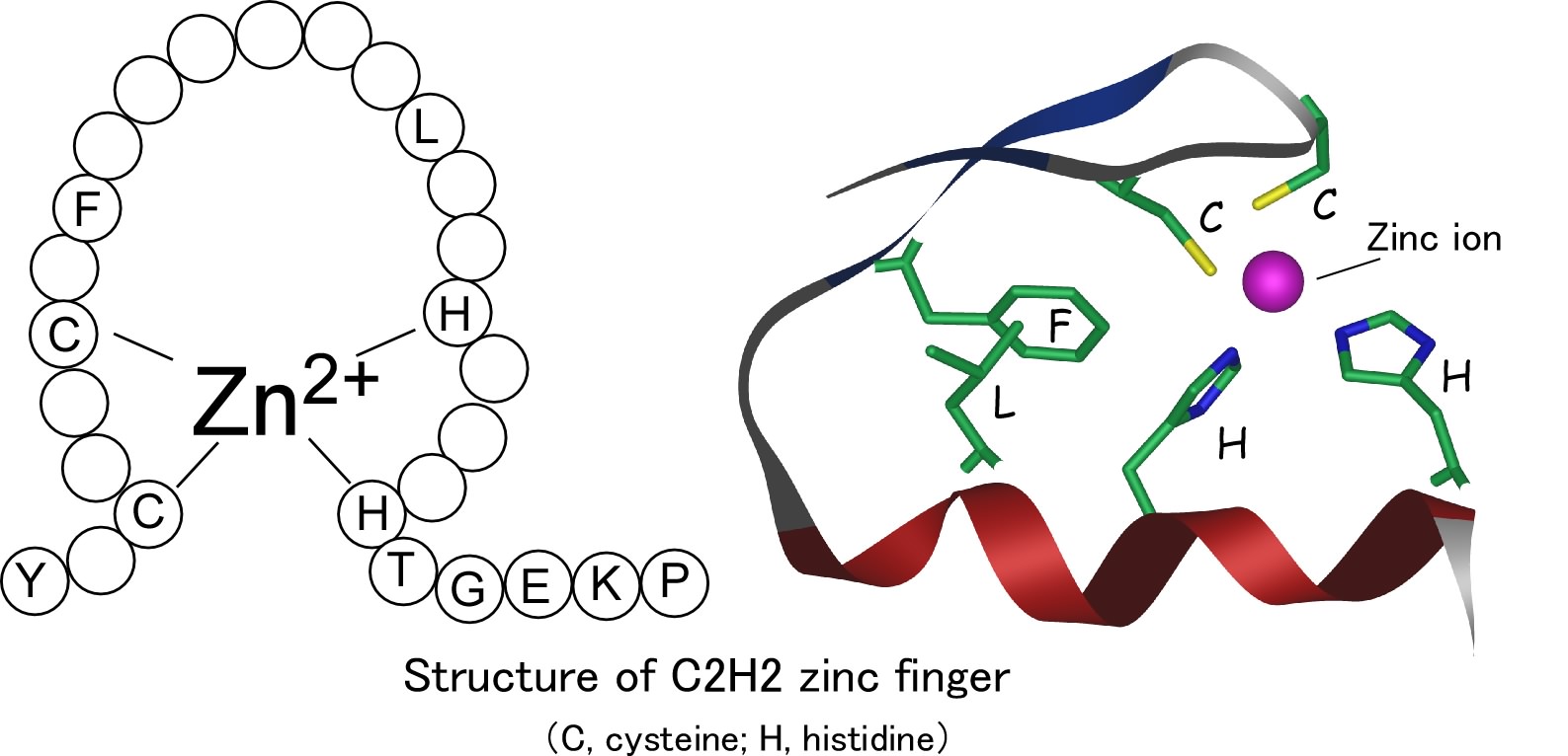 Structure of C2H2 zinc finger domain