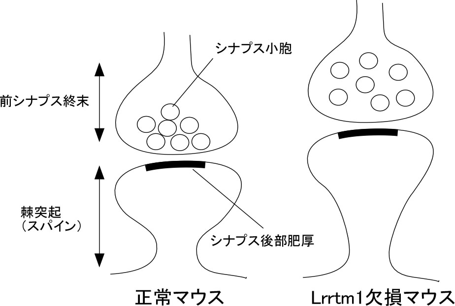 Lrrtm1欠損マウスに見られるシナプス形態異常のまとめ