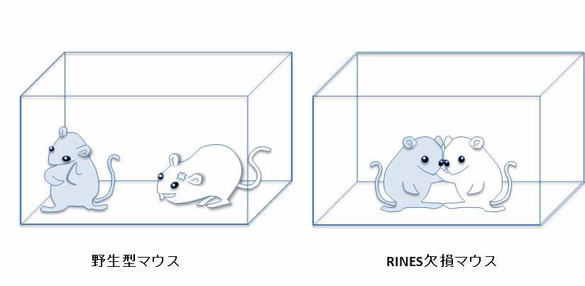 RINES欠損マウスは他のマウスに接触する時間が長い
