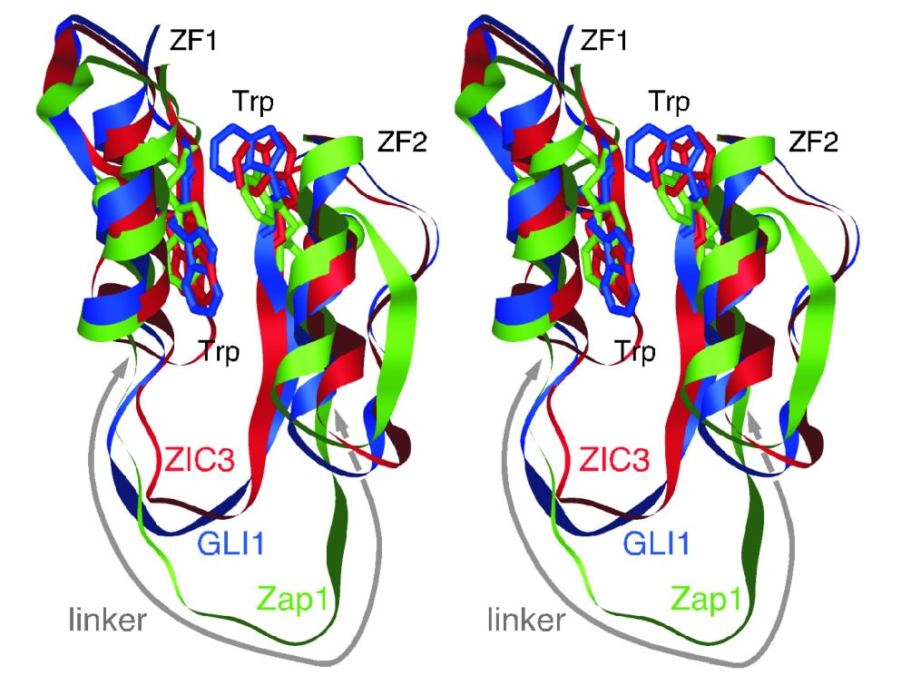 3D structure of tCWCH2