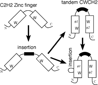 Evolution of the tCWCH2 domain