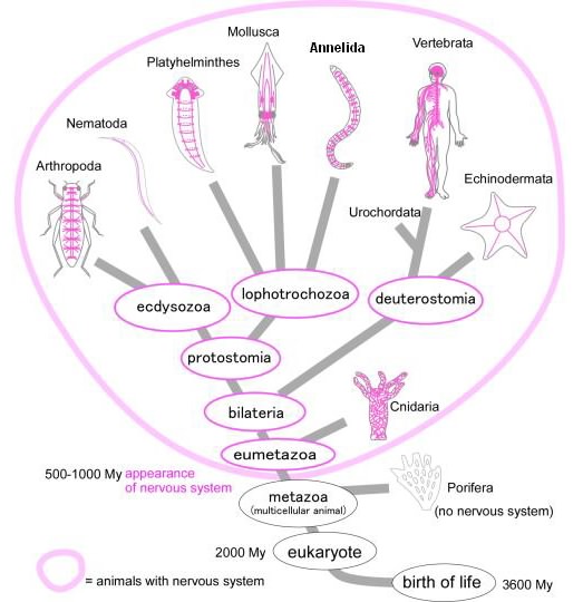 diversity of nervous system