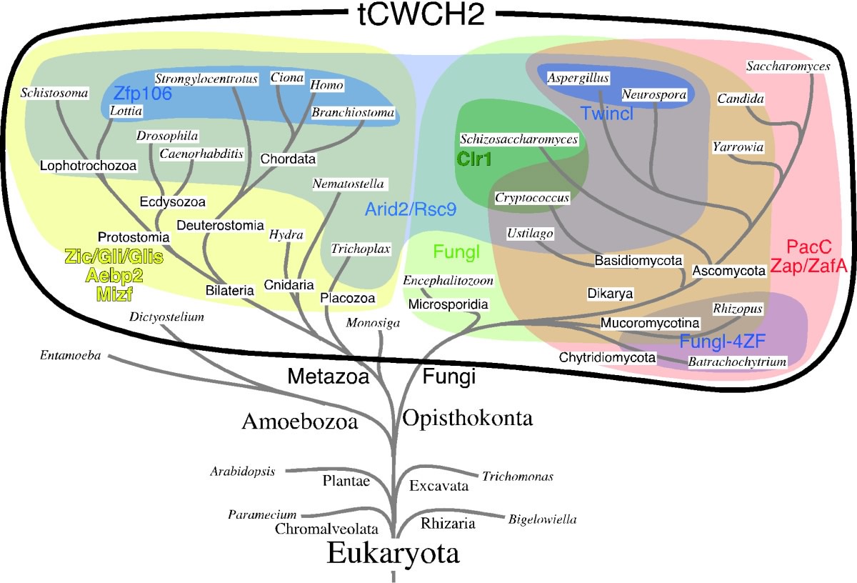 phylogeny of tCWCH2
