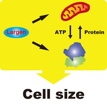 Cell .size