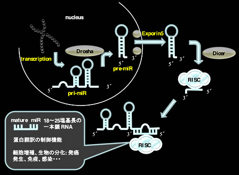 microRNA(miR)とは？