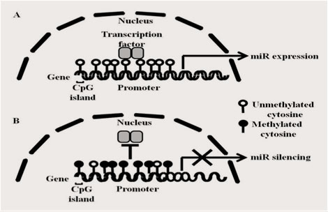Epigenetic regulation of miR expression?