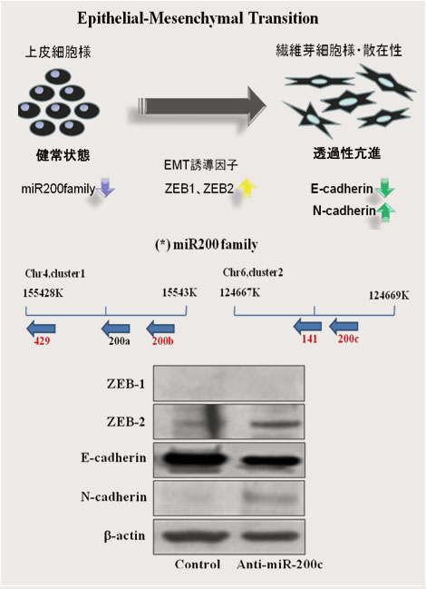 腸上皮細胞間接着能とmiR-200 family