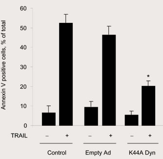 K44A Dynaminを用いてTRAILのinternalizationを阻害すると、 アポトーシスが抑制される