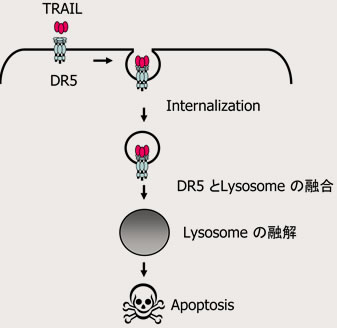 TRAILによるアポトーシスの機序