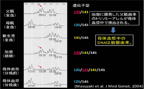 図１　母体血中に胎児・胎盤由来DNA が検出される