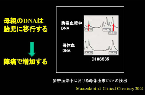 図２　臍帯血中に母体特異的アレルが検出される