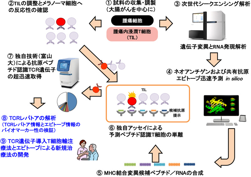 ネオアンチゲンを標的としたがん免疫療法の開発