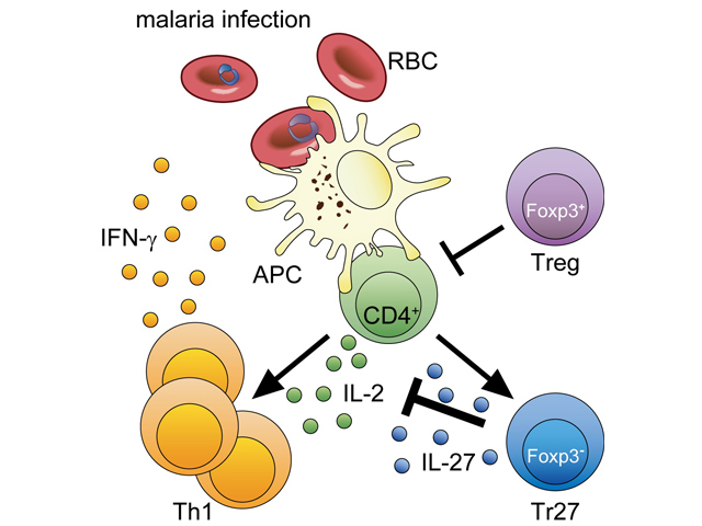 Immunology