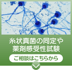 糸状真菌の同定や薬剤感受性試験：ご相談はこちらから