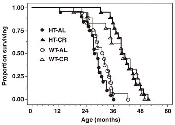 CRおよび自由摂食(AL)における野生型マウス(WT)とFoxo1ヘテロ欠損マウス(HT)の寿命について