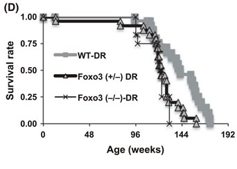 DR(カロリー制限と同義)におけるWTマウス、Foxo3ヘテロ欠損(+/-)および全欠損(-/-)マウスの寿命について