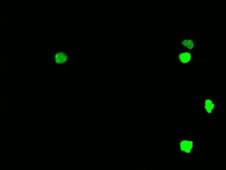 EGFP を発現する WT マウスの好中球遊走の様子