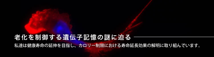 老化を制御する遺伝子記憶の謎に迫る〜私達は健康寿命の延伸を目指し、カロリー制限における寿命延長効果の解明に取り組んでいます。