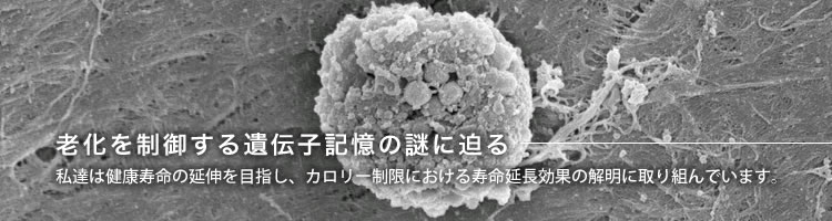 老化を制御する遺伝子記憶の謎に迫る〜私達は健康寿命の延伸を目指し、カロリー制限における寿命延長効果の解明に取り組んでいます。