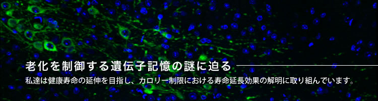 老化を制御する遺伝子記憶の謎に迫る〜私達は健康寿命の延伸を目指し、カロリー制限における寿命延長効果の解明に取り組んでいます。