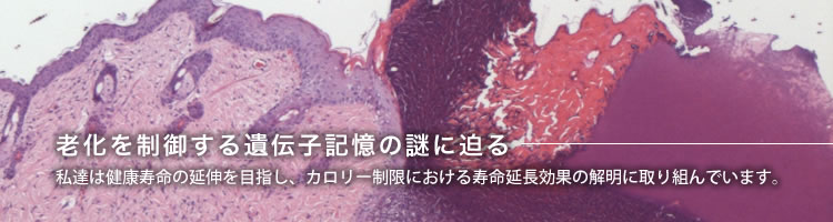 老化を制御する遺伝子記憶の謎に迫る〜私達は健康寿命の延伸を目指し、カロリー制限における寿命延長効果の解明に取り組んでいます。