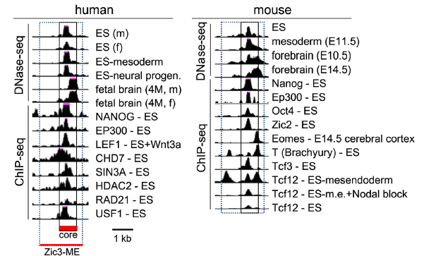 ヒト（左）マウス（右）のZic3中胚葉エンハンサー（Zic3-ME）の中でどこがどの時期に活性化しているか（DNA-seq）、どこにどのタンパク質が結合しているか（ChIP-seq）を示す。