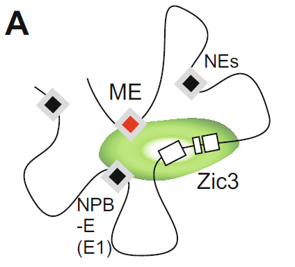 Zic3中胚葉エンハンサー（ME）はZic3遺伝子の下流の離れたところ（ヒトでは170kb）に存在している。他のエンハンサー（NE、NPB-E）やZic3近傍の発現制御領域と共にZic3の発現制御を行っている。