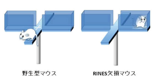 >図1　野生型マウスとRINES欠損マウスの不安傾向の比較