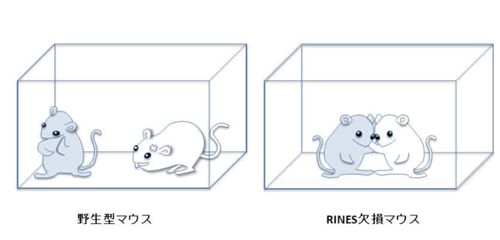 図2 野生型マウスとRINES欠損マウスの社会性の比較