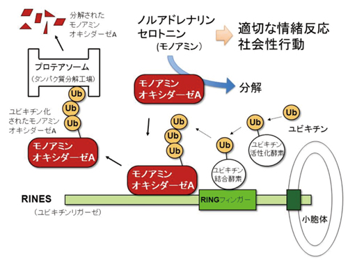 図3 RINESの働き