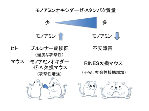 図4 モノアミンオキシダーゼAタンパク質の量と精神疾患の関係