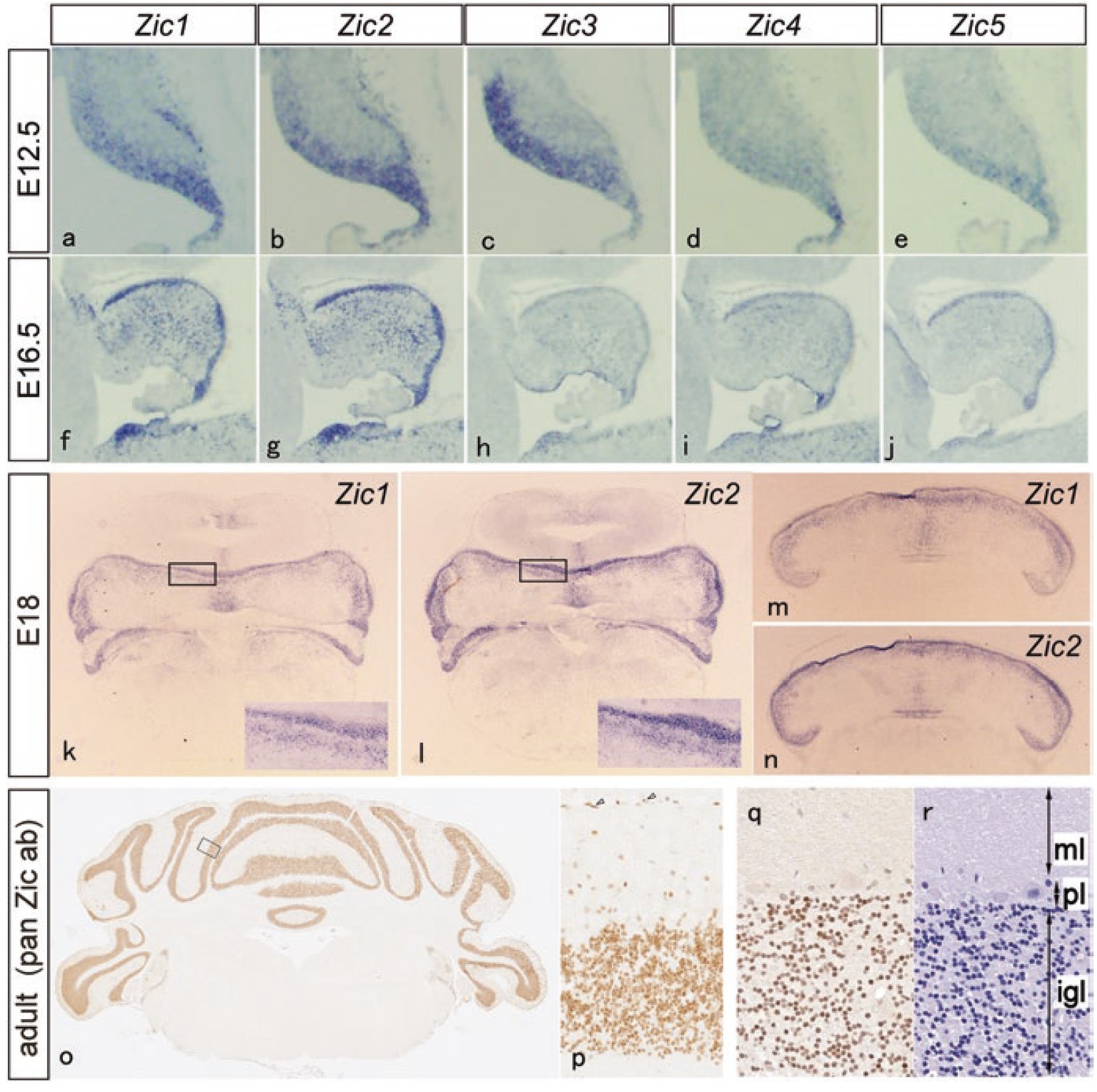 disease model mice