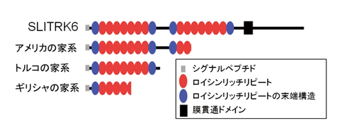 図3 難聴、近視を発症する3家系で見いだされたSLITRKタンパク質変異