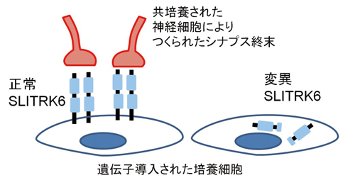 図4 SLITRK6のシナプス誘導能を調べる実験