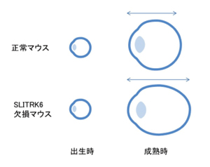 図5 SLITRK6欠損マウスは視軸長の延長を示す