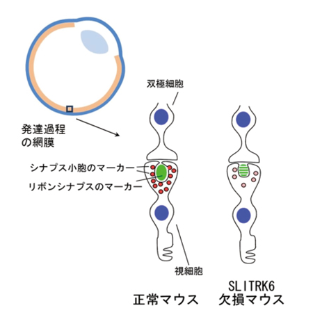  図6 SLITRK6欠損マウスではシナプス形成に遅延がある