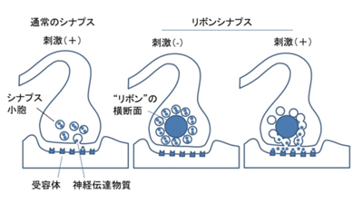 リボンシナプス