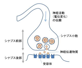 シナプスの構造