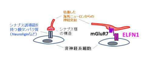 ELFN1の機能