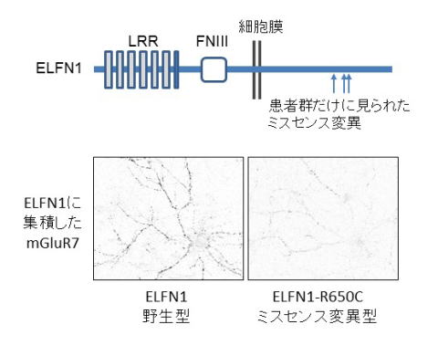 患者群から見つかったELFN1ミスセンス変異体の性質