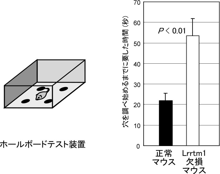 Lrrtm1欠損マウスで見られた行動異常の一例