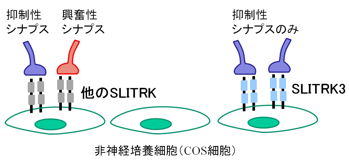 培養細胞で見いだされたSLITRK3のシナプス形成活性